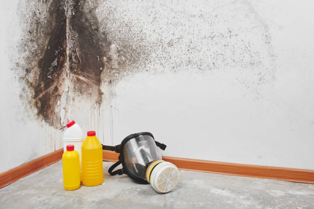 Professional Mold Removal in Lovington, NM