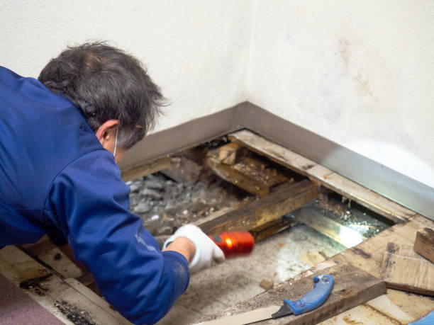 Best Water Damage Restoration  in Lovington, NM