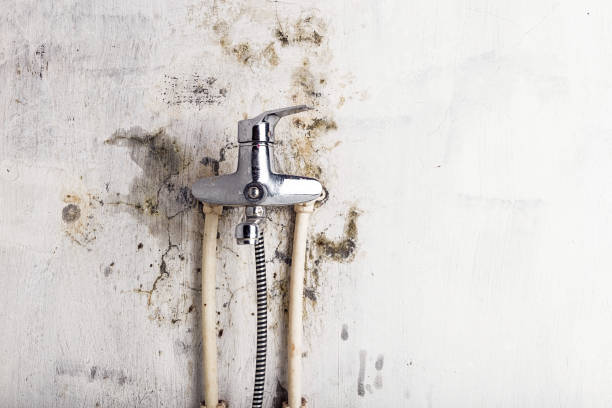 Best Local Mold Removal Service  in Lovington, NM