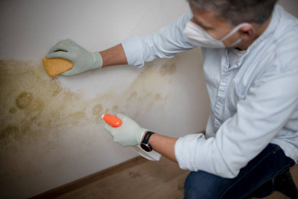 Best Black Mold Removal  in Lovington, NM