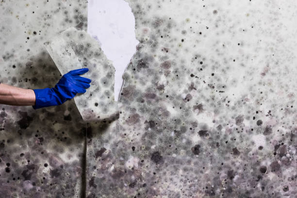 Best Affordable Mold Removal  in Lovington, NM