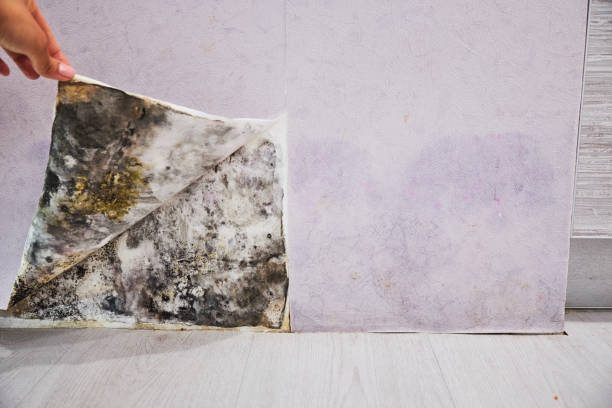 Best Office Mold Removal Services  in Lovington, NM